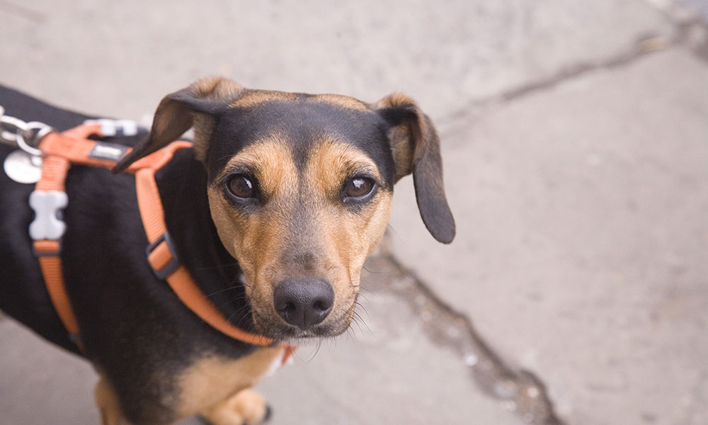 Assicurare il cane, ecco perchè è importante