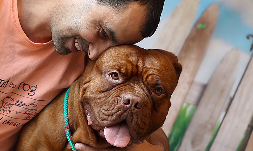 Assicurare il cane, ecco perchè è importante